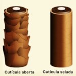 cuticulas